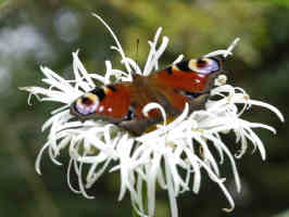 Leucanthemum
