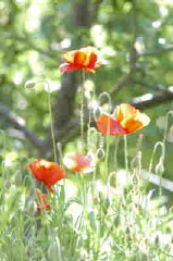 Poppies